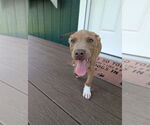 Small #4 Labrador Retriever Mix
