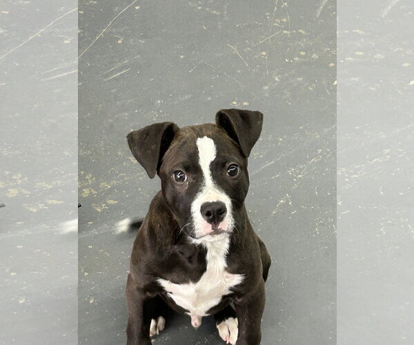 Medium Photo #4 American Pit Bull Terrier-Unknown Mix Puppy For Sale in Hillsboro, MO, USA