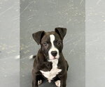 Small #3 American Pit Bull Terrier Mix