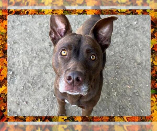 Medium Photo #1 American Pit Bull Terrier Puppy For Sale in Ojai, CA, USA