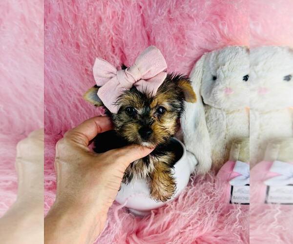 Medium Photo #10 Yorkshire Terrier Puppy For Sale in NEW YORK, NY, USA