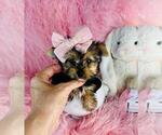 Small #9 Yorkshire Terrier