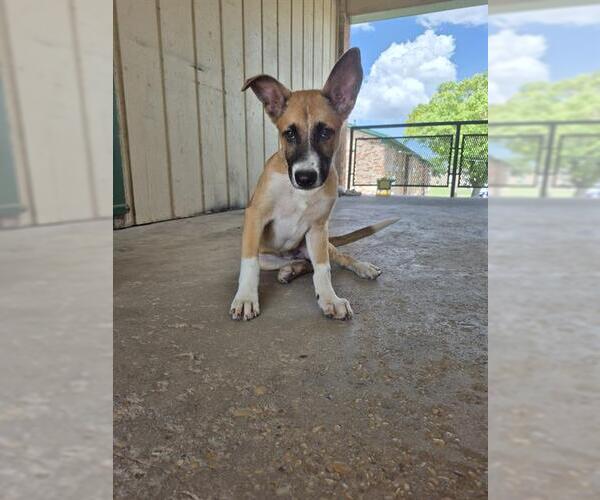 Medium Photo #1 German Shepherd Dog-Unknown Mix Puppy For Sale in San Antonio, TX, USA