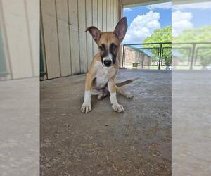 German Shepherd Dog-Unknown Mix Dogs for adoption in San Antonio, TX, USA