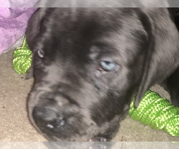 Medium Photo #17 Boerboel Puppy For Sale in LAS CRUCES, NM, USA