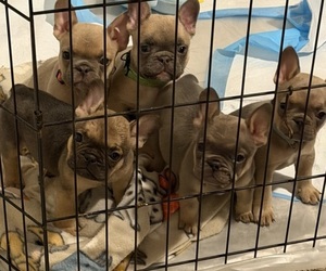 French Bulldog Puppy for sale in SACRAMENTO, CA, USA