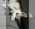 Small #6 Mutt