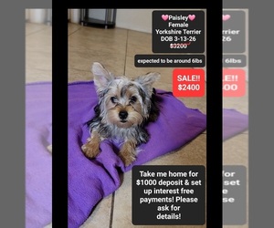 Yorkshire Terrier Puppy for sale in TUCSON, AZ, USA