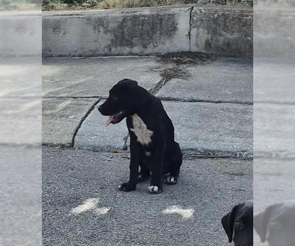 Medium Photo #1 Labrador Retriever-Unknown Mix Puppy For Sale in San Antonio, TX, USA