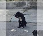 Small Labrador Retriever Mix