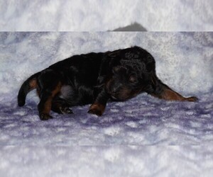 Miniature Labradoodle Puppy for sale in LA HABRA, CA, USA