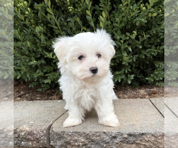 Medium Photo #5 Maltese Puppy For Sale in MIDDLEBURY, IN, USA