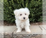 Flynn - Male Maltese Puppy for Sale - Photo #5