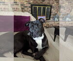 Small #49 American Pit Bull Terrier Mix