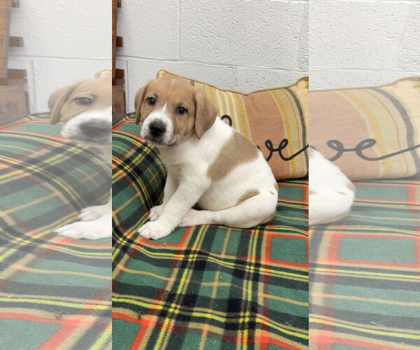 Medium Photo #1 Mutt Puppy For Sale in York, SC, USA