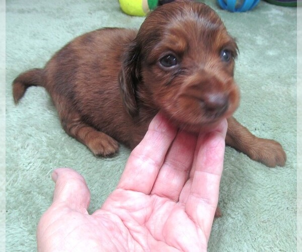Medium Photo #1 Dachshund Puppy For Sale in RATTAN, OK, USA