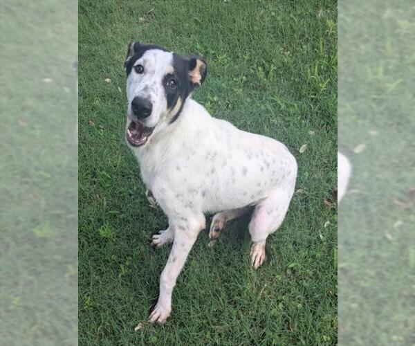 Medium Photo #2 Pointer-Unknown Mix Puppy For Sale in Texas City, TX, USA