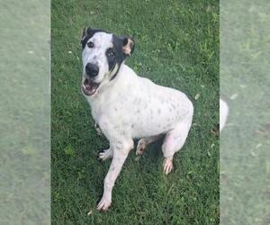 DOC - Male Pointer-Unknown Mix Dog for Adoption - Photo #2