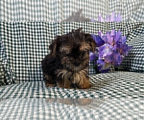 Medium Photo #8 Yorkshire Terrier Puppy For Sale in MIAMI, FL, USA