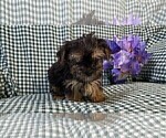 Small #7 Yorkshire Terrier