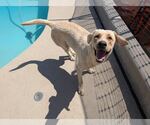 Small #3 Labrador Retriever