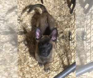 Belgian Malinois Puppy for Sale in KOKOMO, Indiana USA