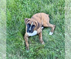 Boxer Puppy for sale in GREENFIELD, IN, USA