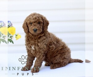 Goldendoodle (Miniature) Puppy for sale in RONKS, PA, USA