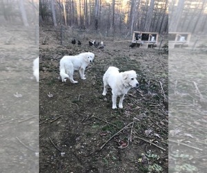 Mother of the Great Pyrenees puppies born on 11/21/2020