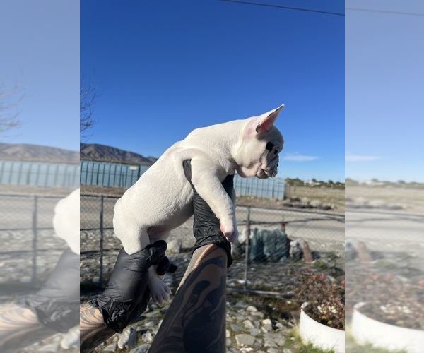 Medium Photo #15 French Bulldog Puppy For Sale in PHELAN, CA, USA