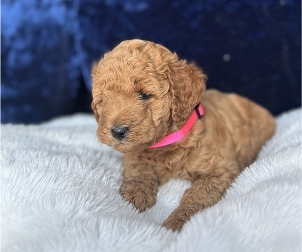 Medium Photo #12 Goldendoodle (Miniature) Puppy For Sale in SAN FERNANDO, CA, USA