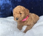 Small Photo #12 Goldendoodle (Miniature) Puppy For Sale in SAN FERNANDO, CA, USA
