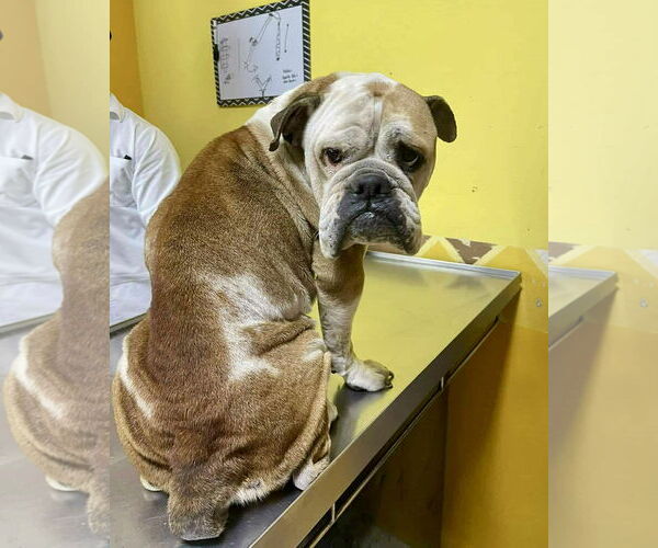 Medium Photo #6 Bulldog Puppy For Sale in Dumont, NJ, USA