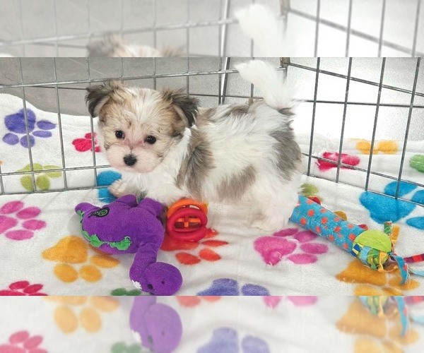 Medium Photo #4 Papitese Puppy For Sale in ORO VALLEY, AZ, USA