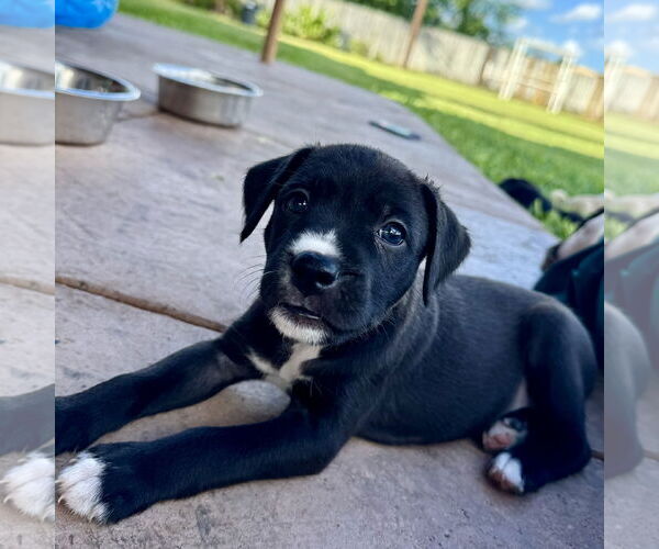 Medium Photo #2 Boxer-Unknown Mix Puppy For Sale in Dumont, NJ, USA