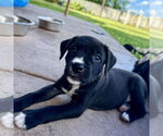 Small #1 Boxer Mix