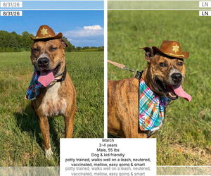 Labrador Retriever-Plott Hound Mix Dogs for adoption in Plainfield, IL, USA