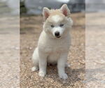 Small #7 Huskies  Mix