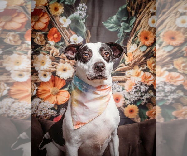 Medium Photo #1 American Staffordshire Terrier-Pointer Mix Puppy For Sale in Brewster, NY, USA