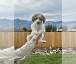 Puppy 1 Poodle (Standard)