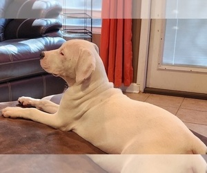 Dogo Argentino Puppy for Sale in INDIAN HEAD, Maryland USA