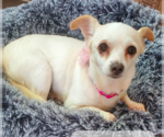 Small #1 Chihuahua