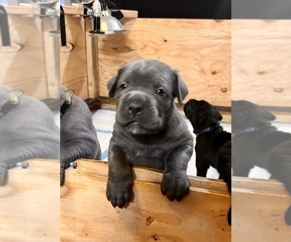 Full screen Photo #6 Cane Corso Puppy For Sale in HOLTVILLE, CA, USA