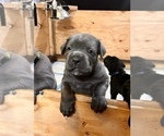 Small Photo #6 Cane Corso Puppy For Sale in HOLTVILLE, CA, USA