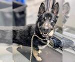 Small German Shepherd Dog-Siberian Husky Mix