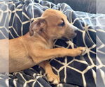 Small #5 Labrador Retriever Mix