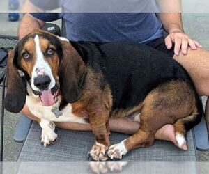 Basset Hound Dogs for adoption in Deepwater, NJ, USA