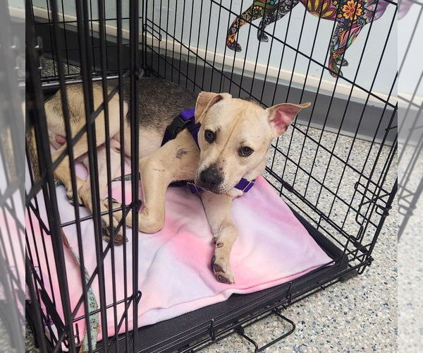 Medium Photo #3 Shepradors Puppy For Sale in Sayreville, NJ, NJ, USA