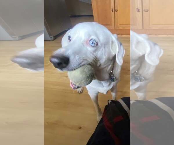 Medium Photo #1 Mutt Puppy For Sale in Stratham, NH, USA