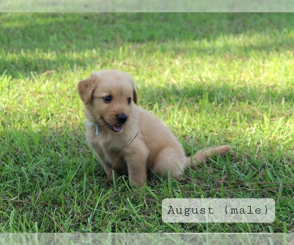 Medium Photo #8 Golden Retriever Puppy For Sale in MONTEZUMA, GA, USA